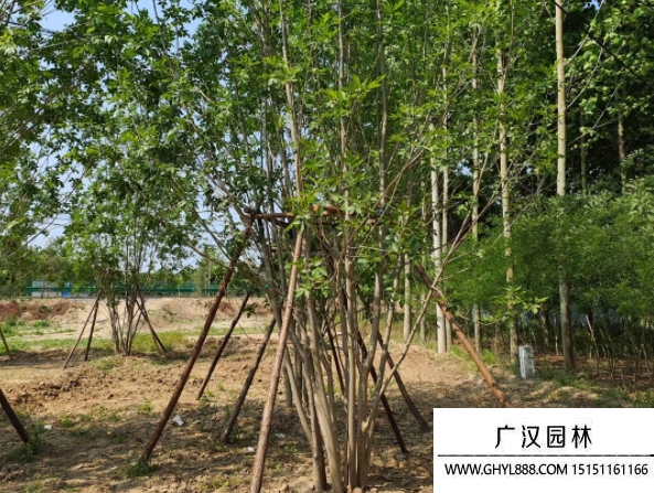 叢生白蠟