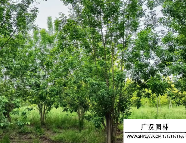 叢生白蠟