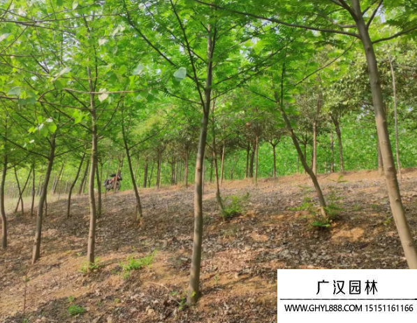 楓楊樹