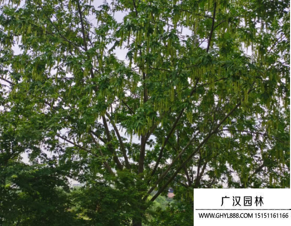 楓楊樹