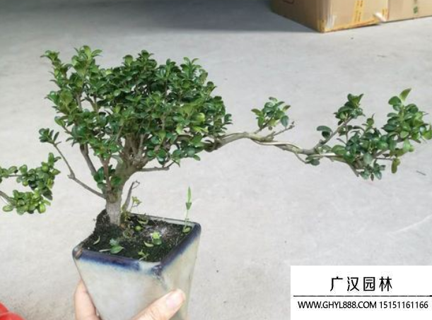 龜甲冬青盆景