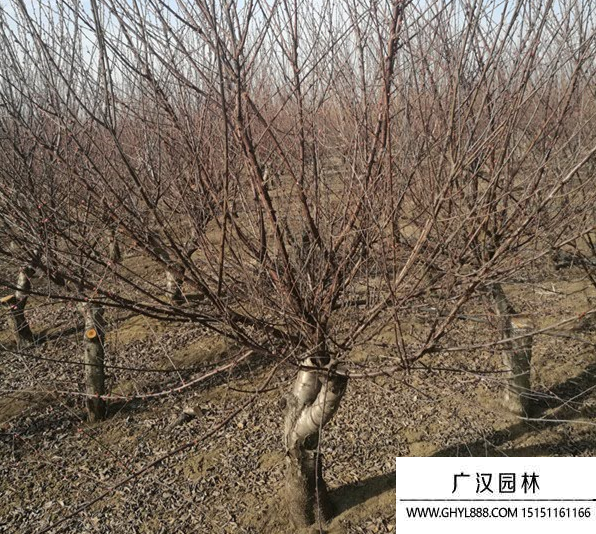 紅葉桃