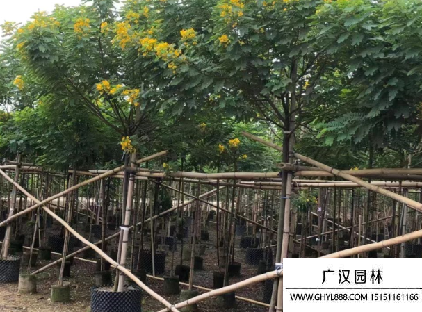 黃花槐