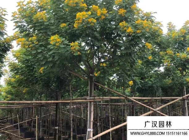 黃花槐