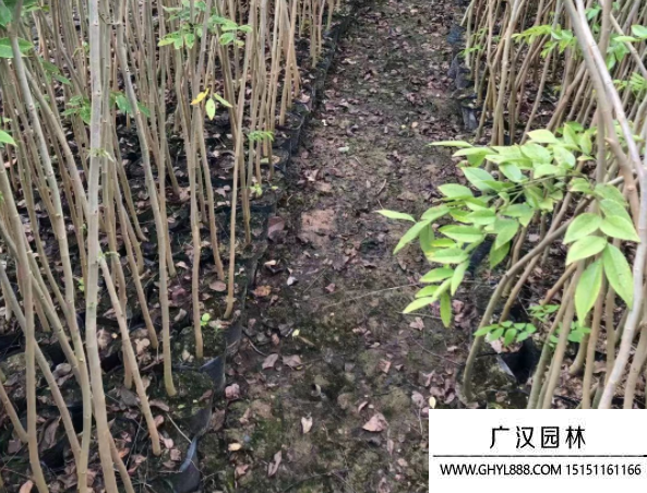 黃花梨樹苗