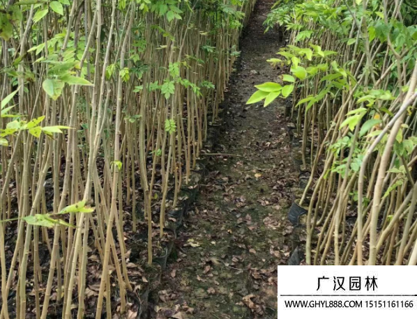 黃花梨樹苗