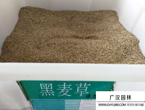 黑麥草種子