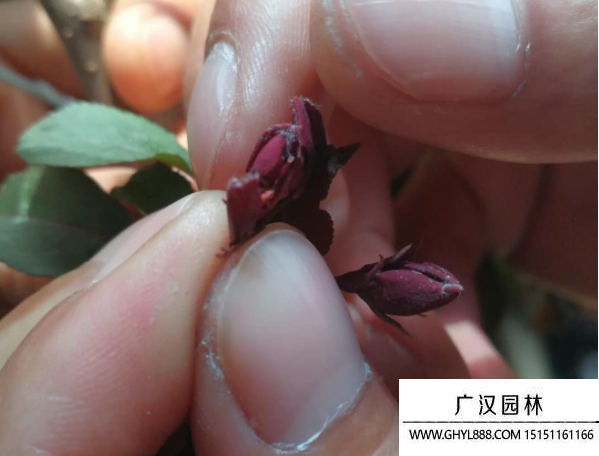 紅寶石海棠