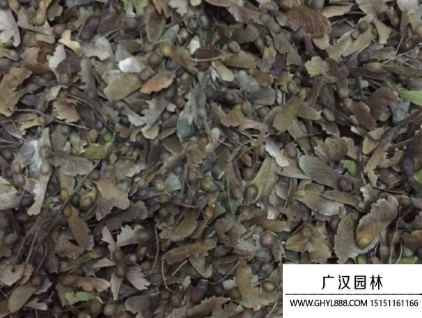 雞爪槭種子
