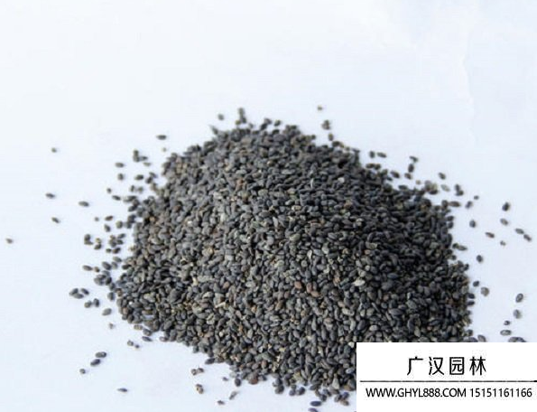 鼠尾草種子