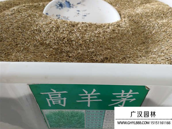 高羊茅種子