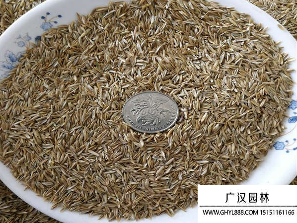 高羊茅種子