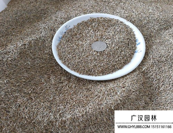 高羊茅種子
