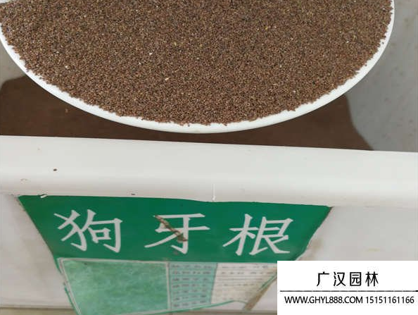 狗牙根種子