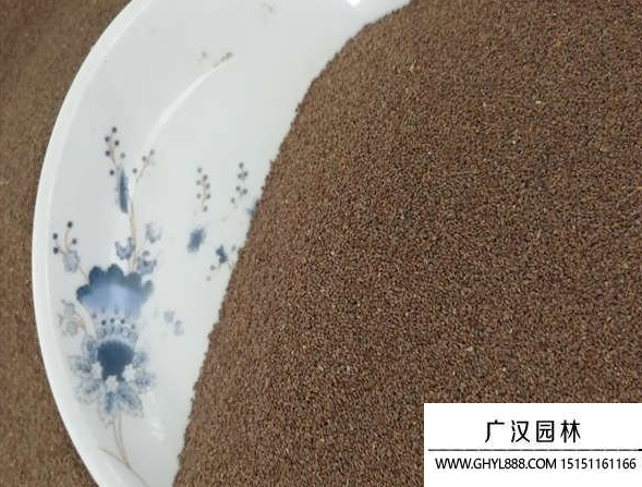 狗牙根種子