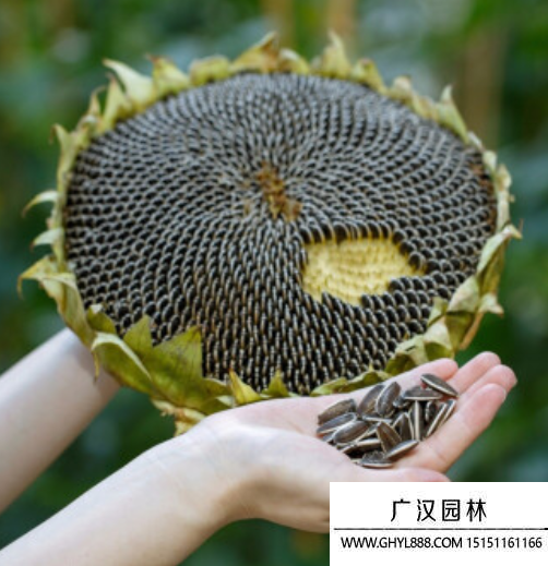 矮桿大籽粒向日葵