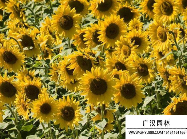 矮桿大籽粒向日葵