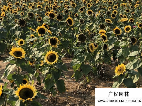 矮桿大籽粒向日葵