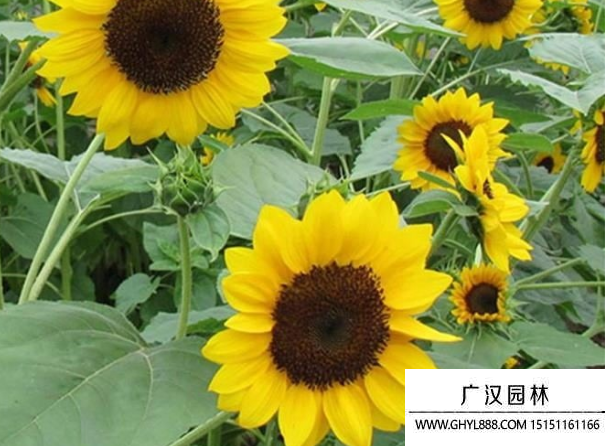 矮頭向日葵