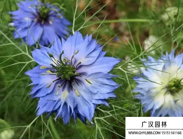 黑種草種子
