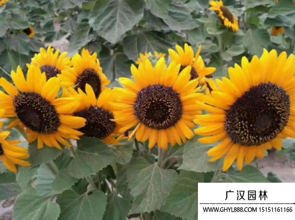 多頭向日葵
