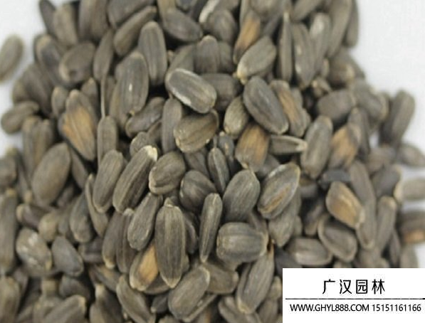 多頭向日葵種子