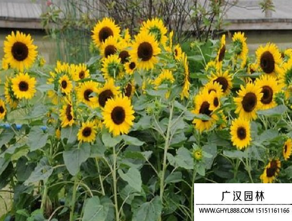 多頭向日葵種子