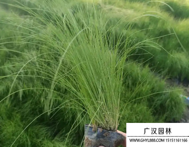 細莖針茅小苗