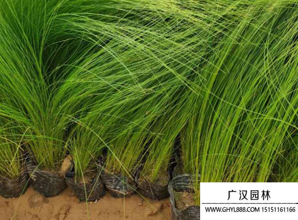 細莖針茅