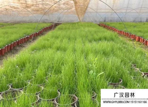 細莖針茅