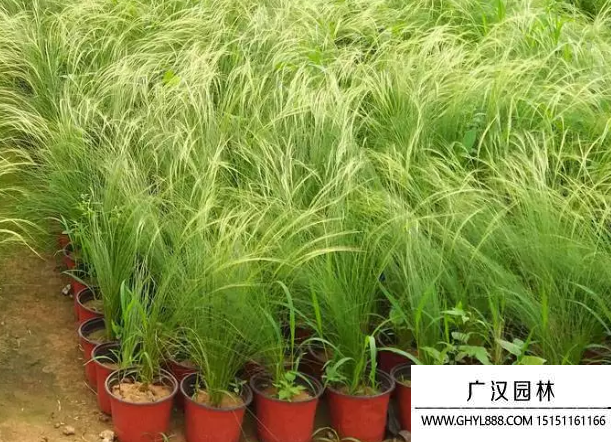 細莖針茅