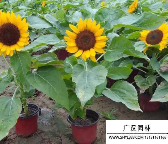 矮大頭向日葵