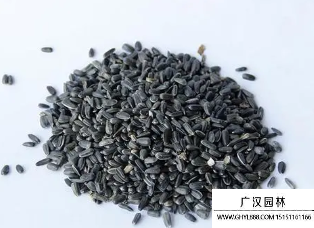 迷你向日葵種子