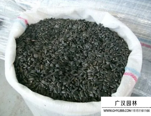 迷你向日葵種子