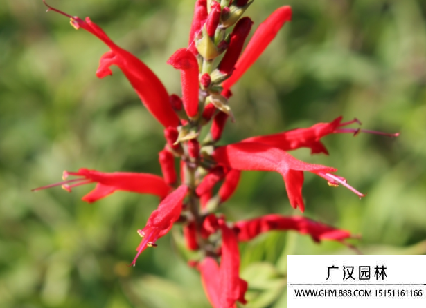 紅花鼠尾草