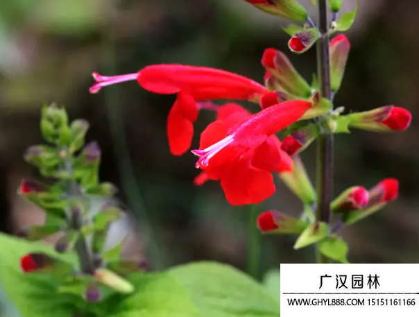 紅花鼠尾草