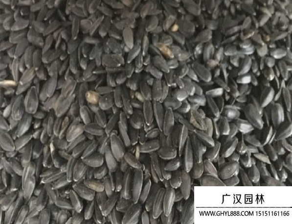 食用向日葵種子