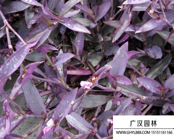 紫錦草