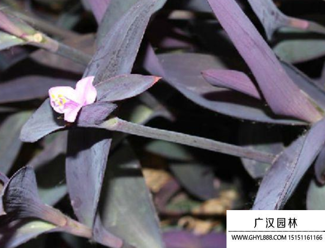紫錦草