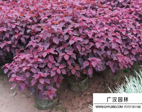 紫錦木