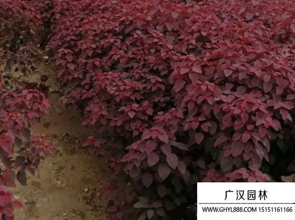 紫錦木