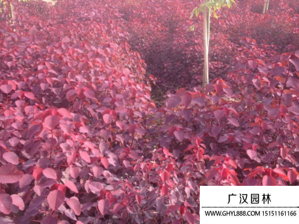 紫錦木