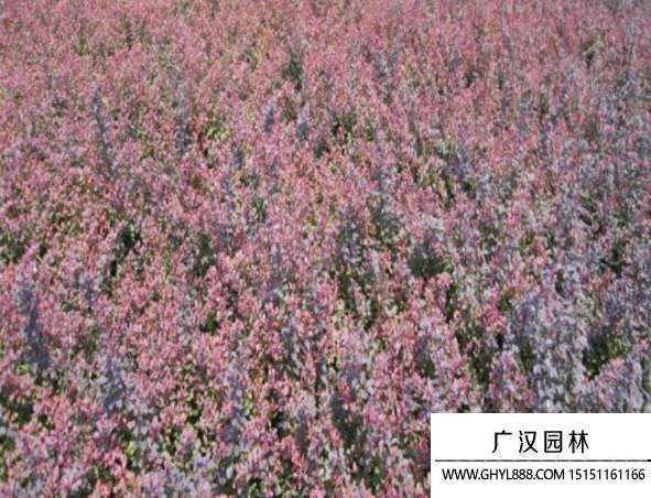 紫葉小檗