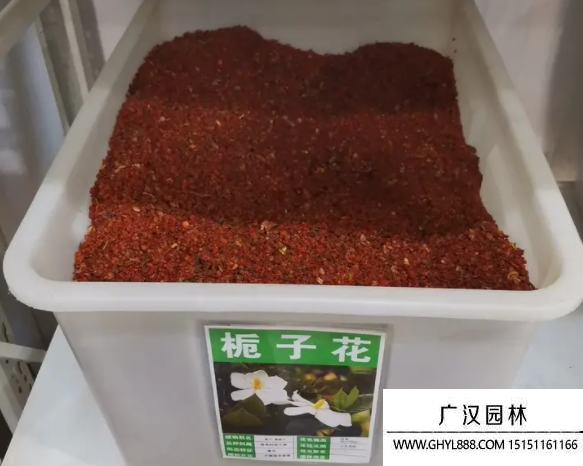 梔子花種子