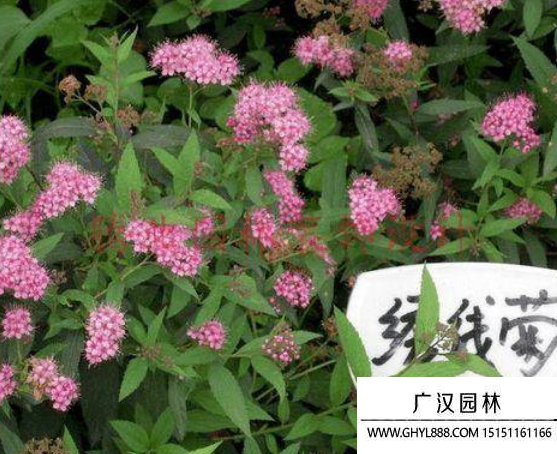 繡線菊