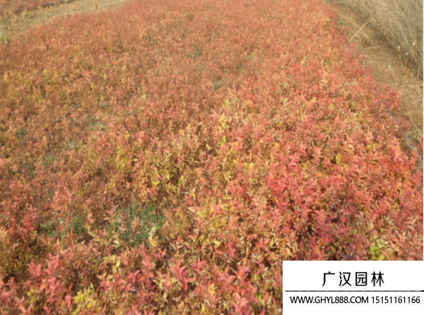 繡線菊