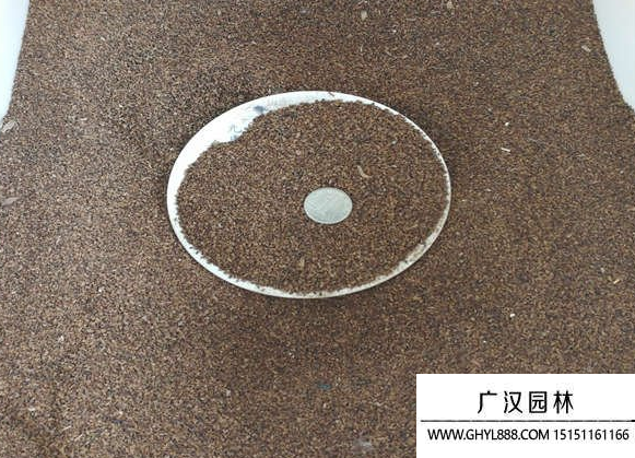 釣鐘柳種子