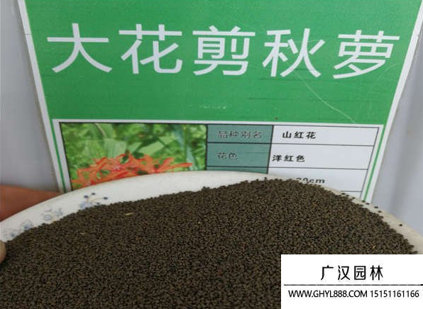 大花剪秋蘿種子