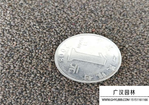 大花剪秋蘿種子