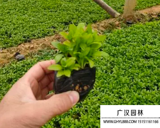 大花剪秋蘿